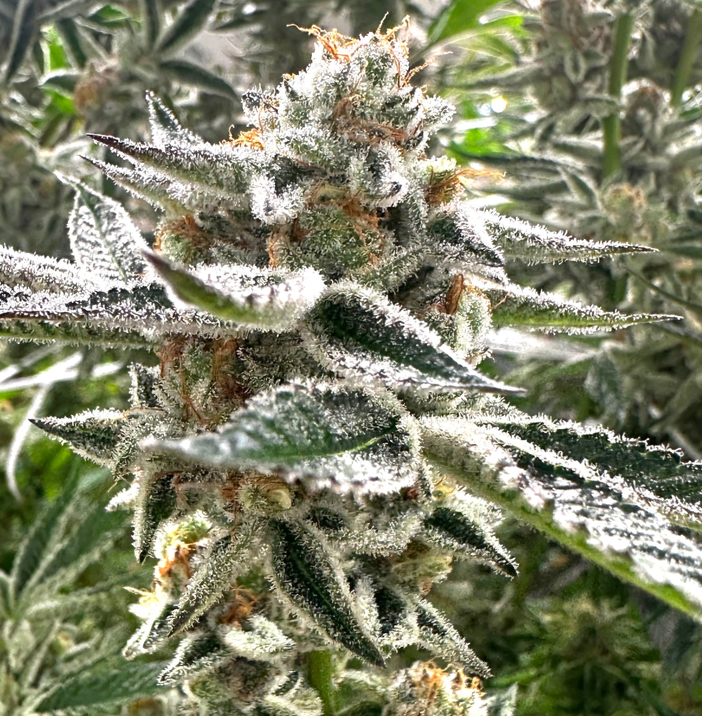 Pina Colada (Beleaf)