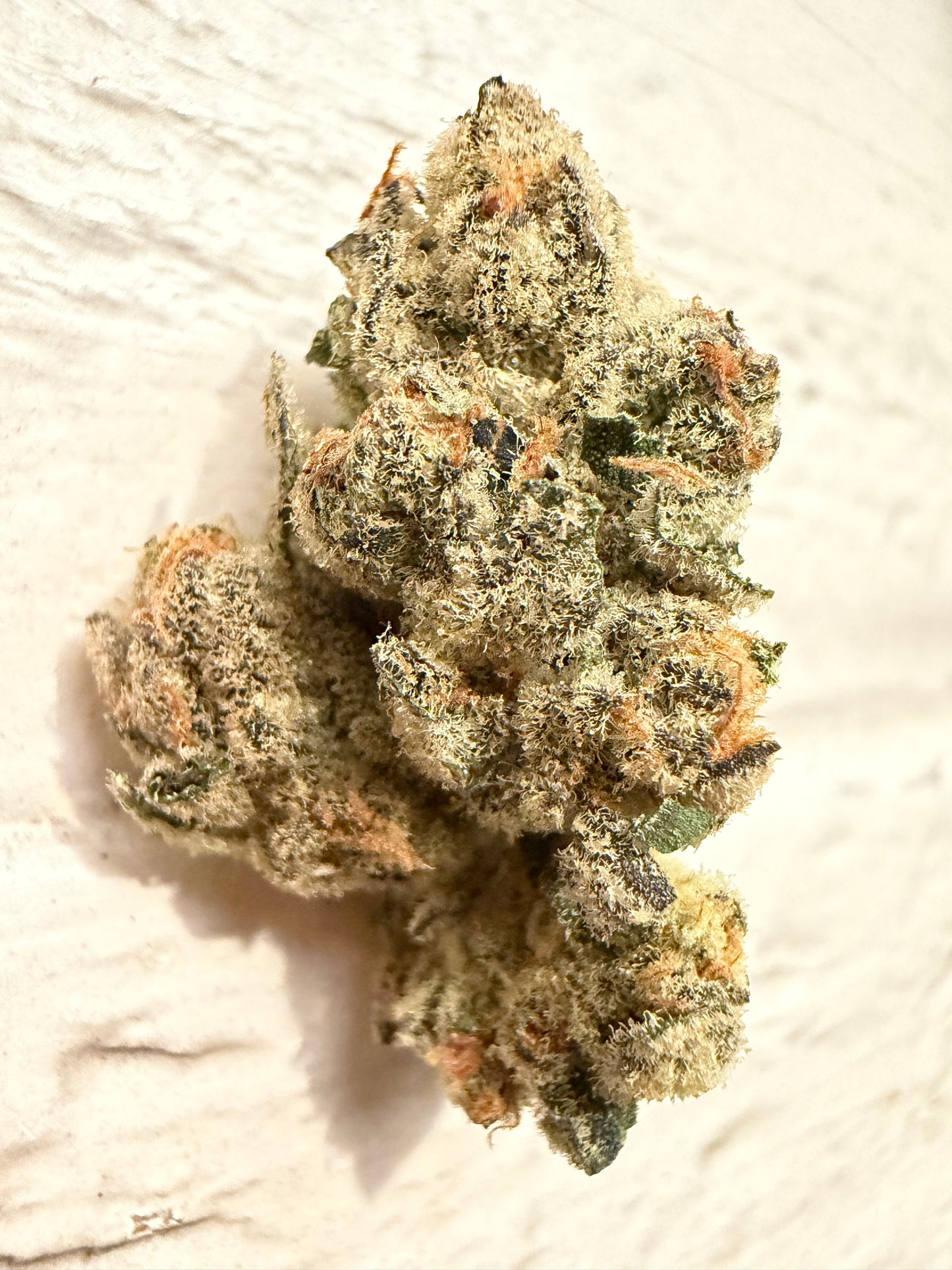 Frozen Gary #97 (Mainely Organics)