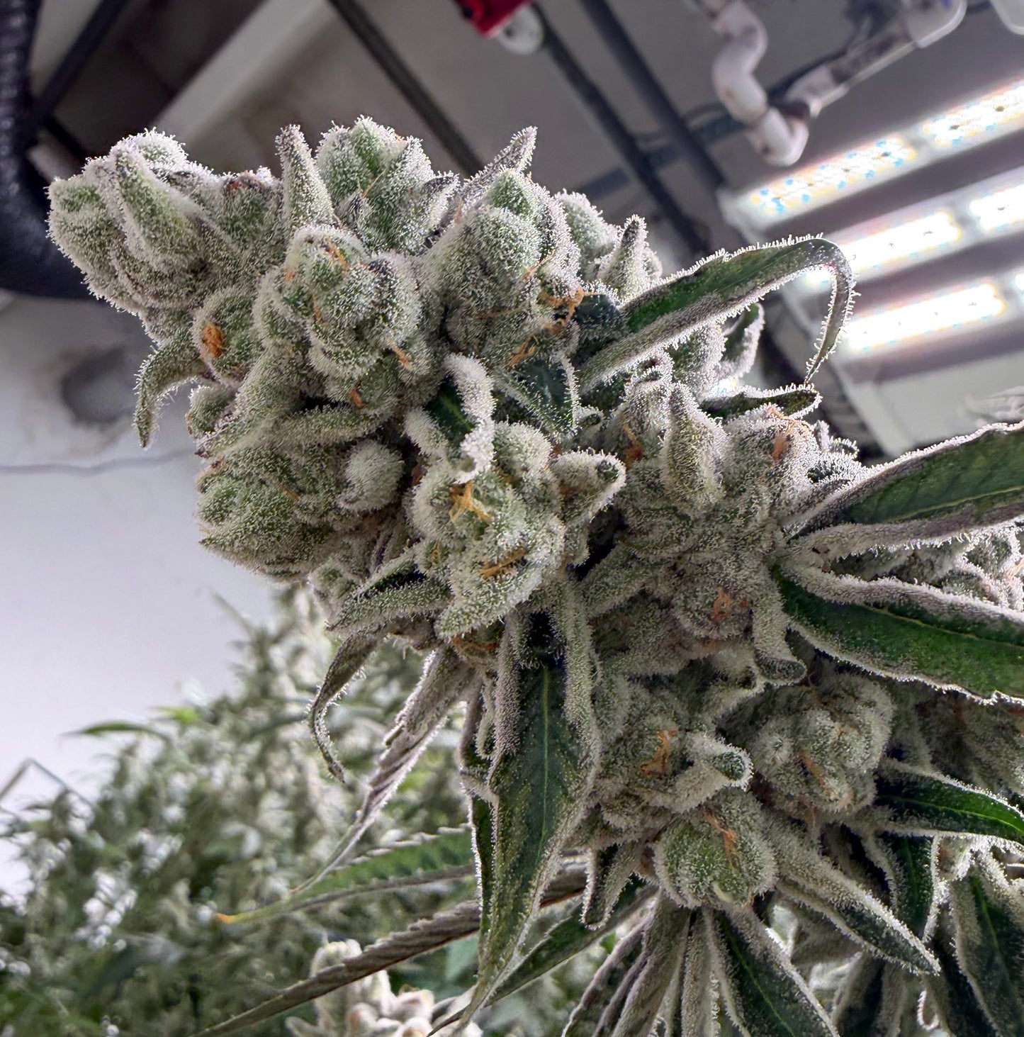 The Buzz #14 (Mainely Organics)