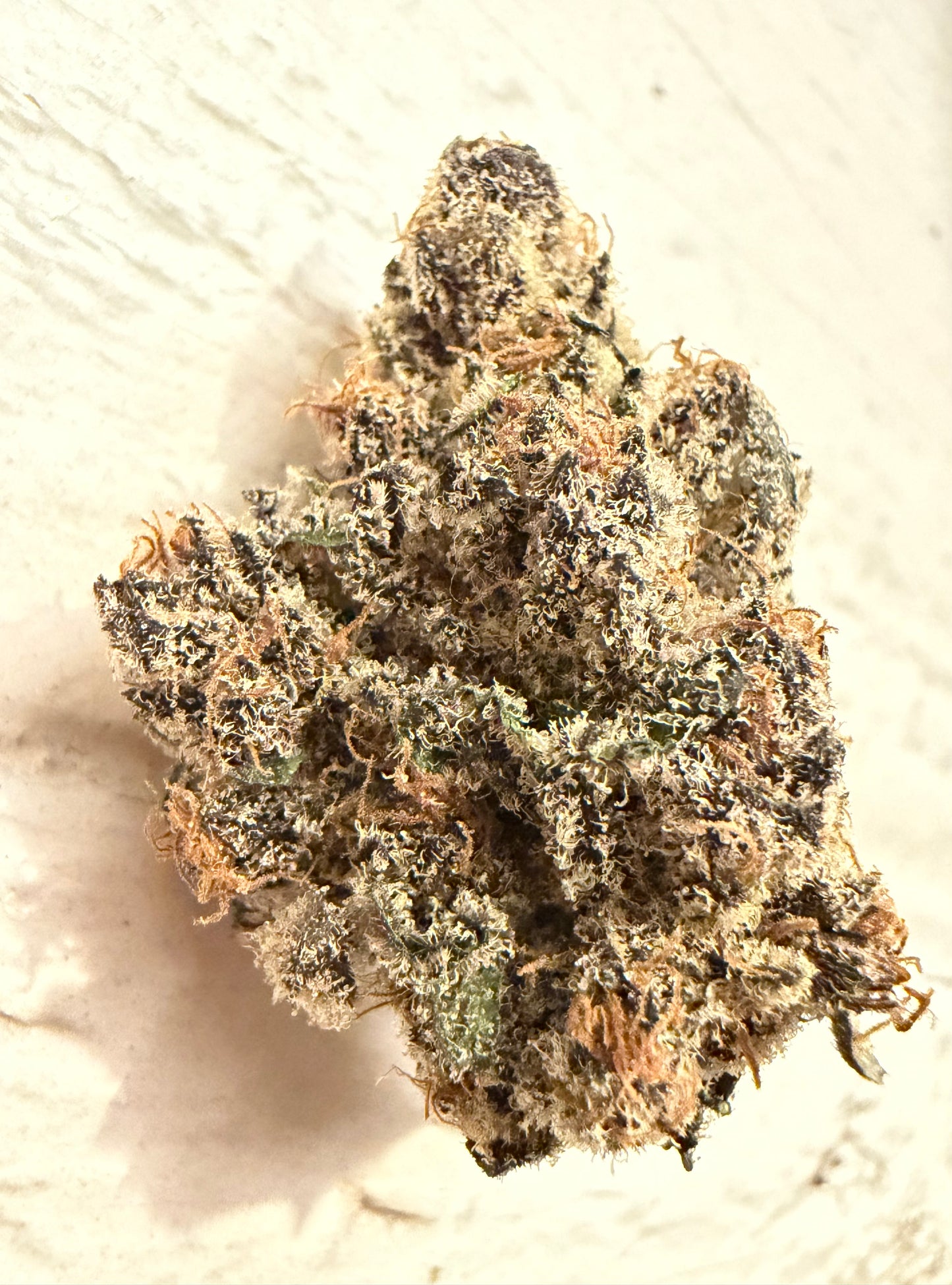 Black Beauty (Leaf Dr.)