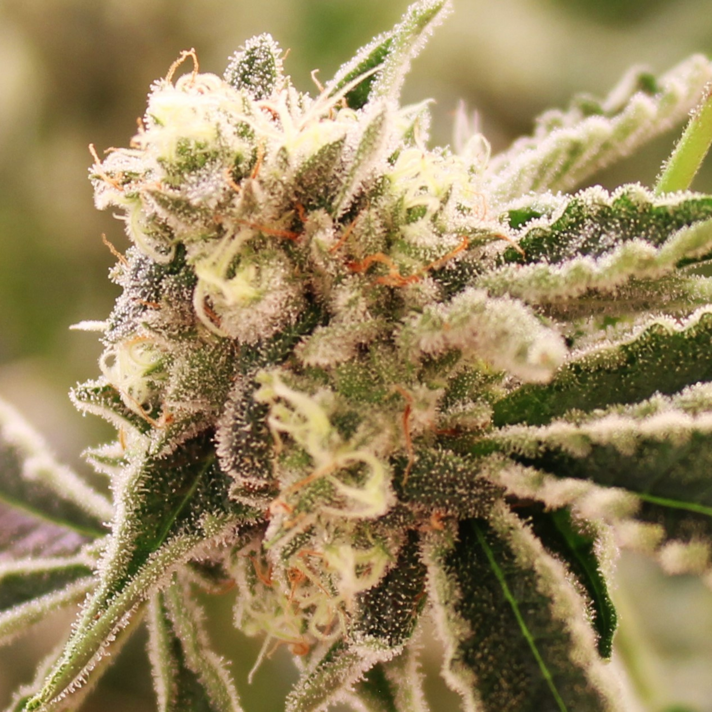 Coal Creek Kush (Heirloom 710 Cut)