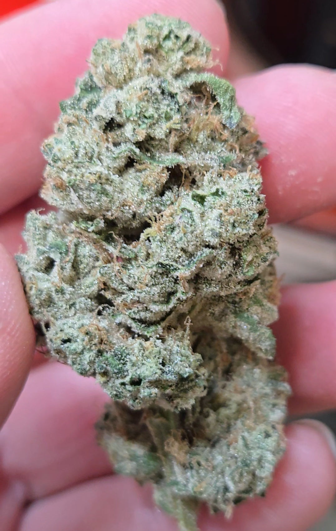 Truffle Queen #18 (Beleaf)