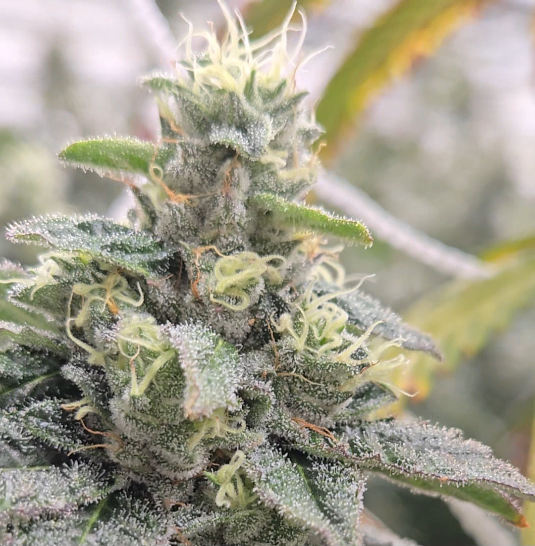 Kevin Garnett (Lupos)