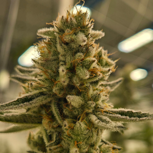 Platinum Lemon Cherry Gelato