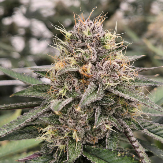 Grand Daddy Purple