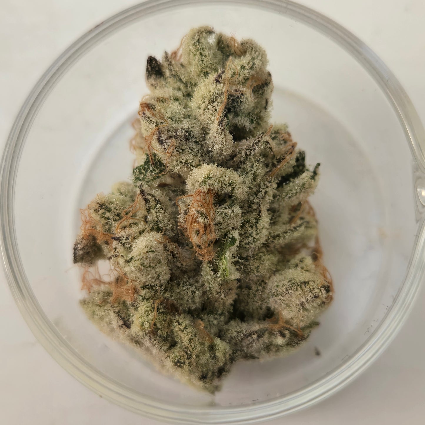 Daily Grapes #9