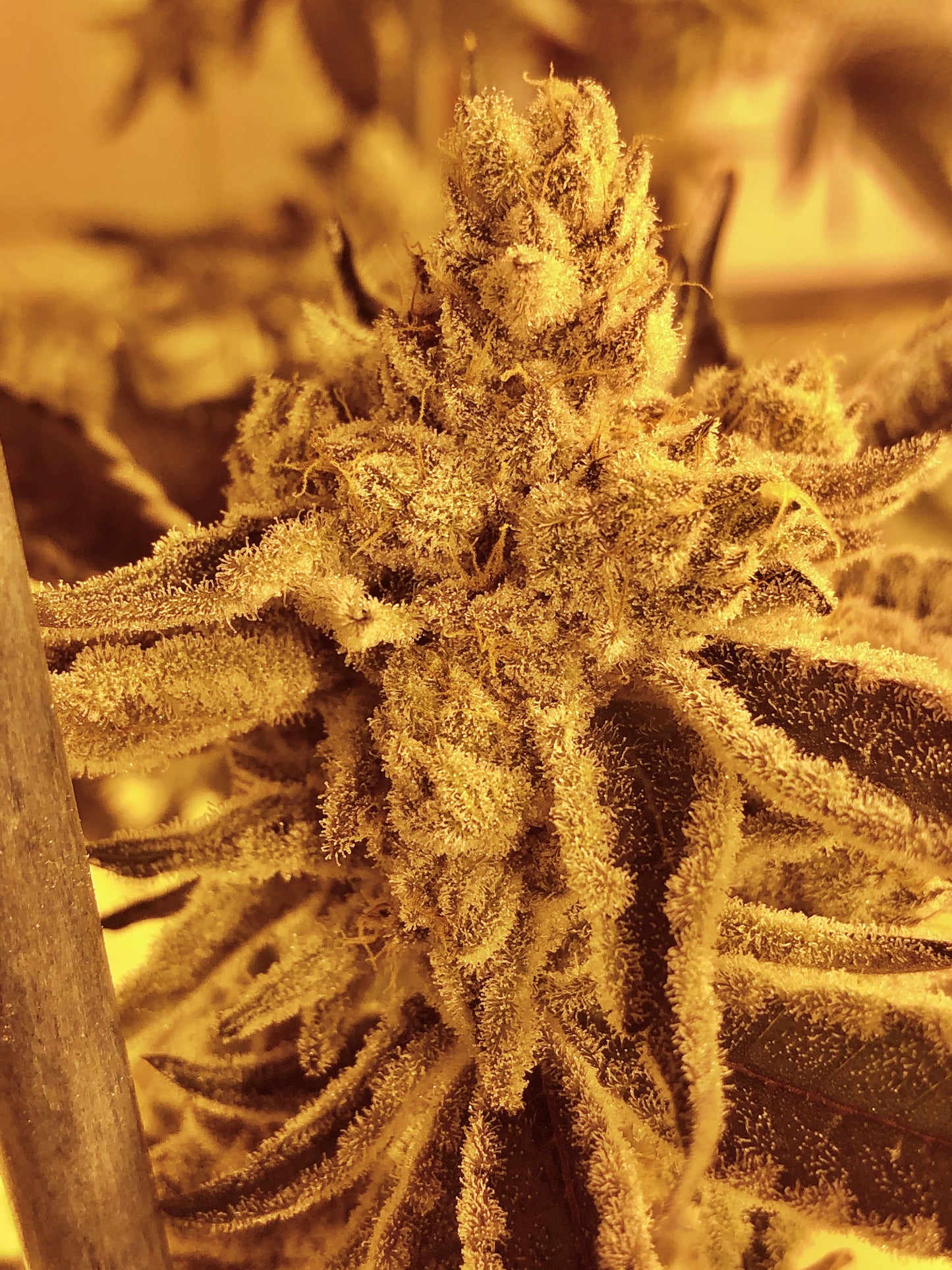 Frozen Gary #97 (Mainely Organics)