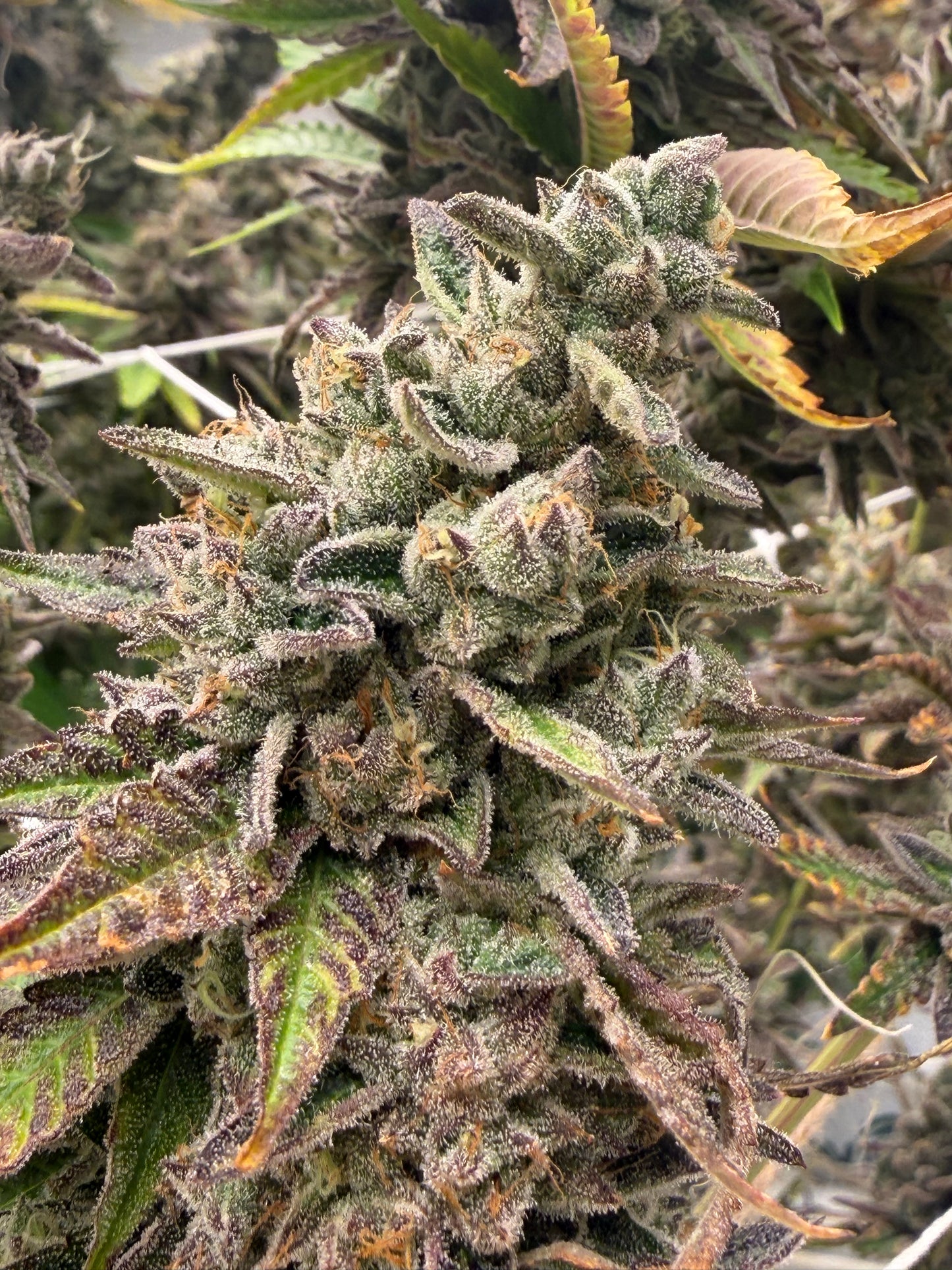Sour OG