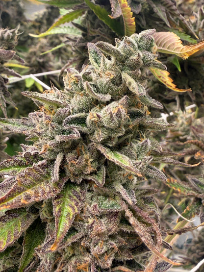 Sour OG