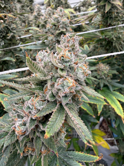 Blue Dream (Heirloom)