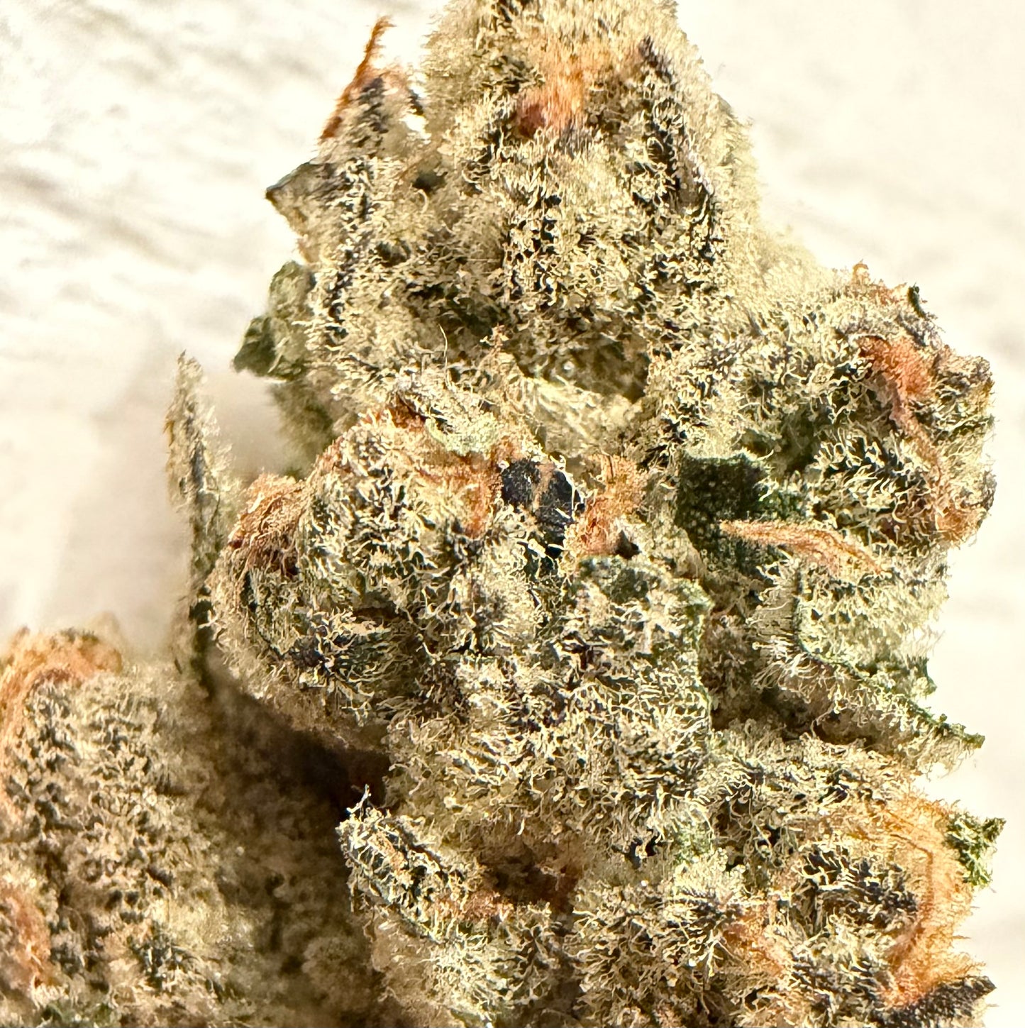 Frozen Gary #97 (Mainely Organics)