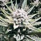 Blueberry Sugar (Blockhead)