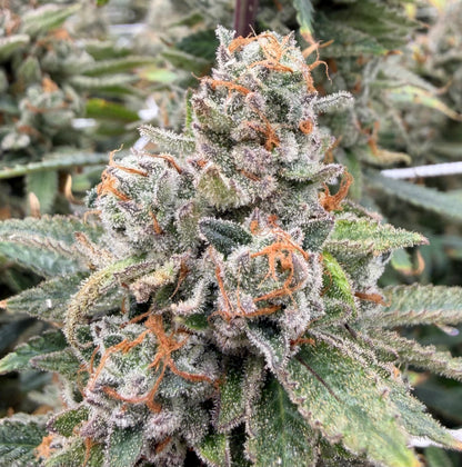 Blue Dream (Heirloom)