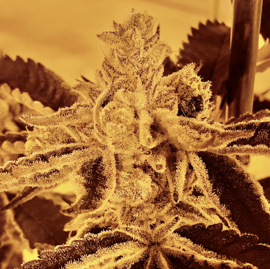 Frozen Gary #97 (Mainely Organics)