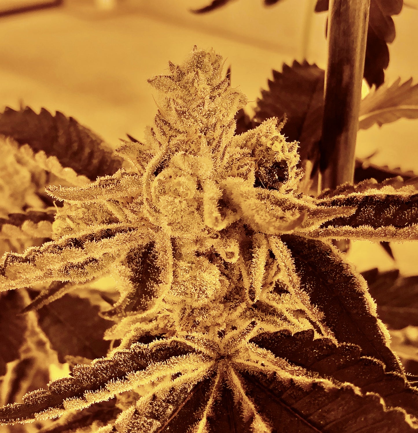 Frozen Gary #97 (Mainely Organics)