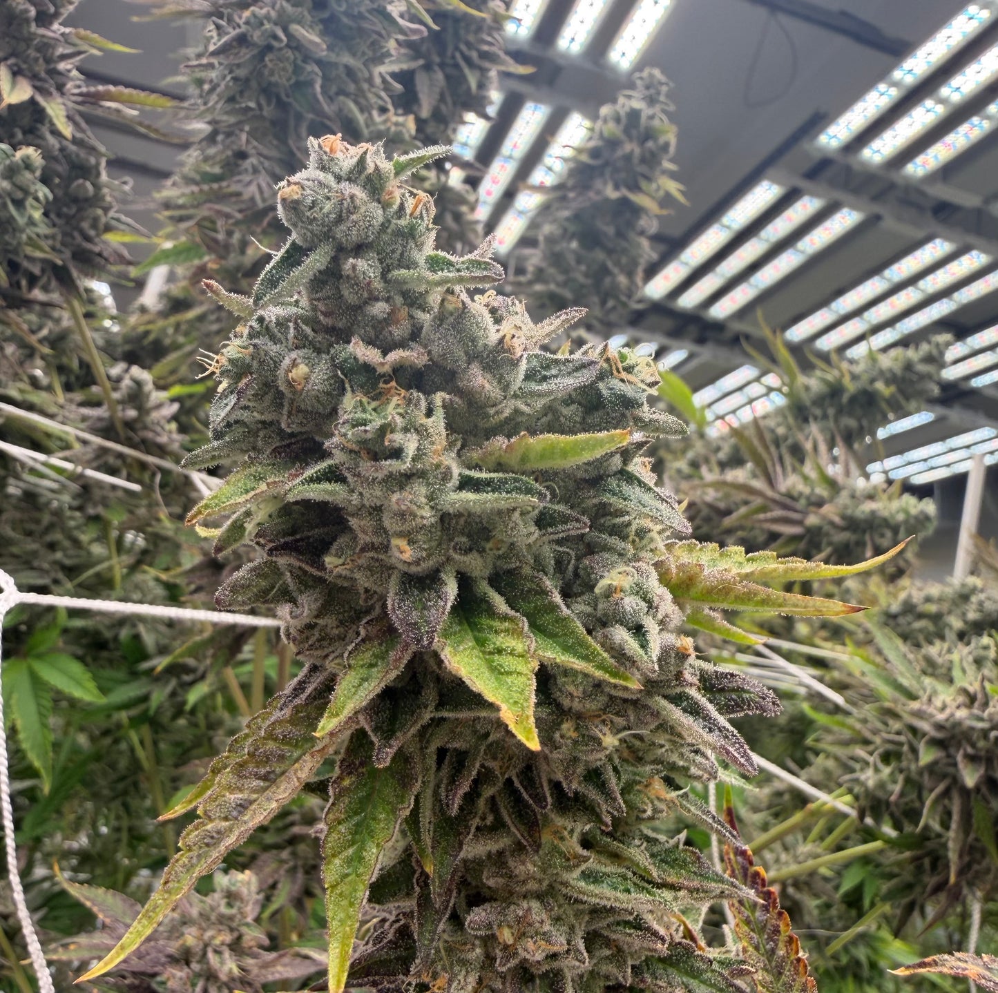 Sour OG