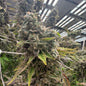Sour OG