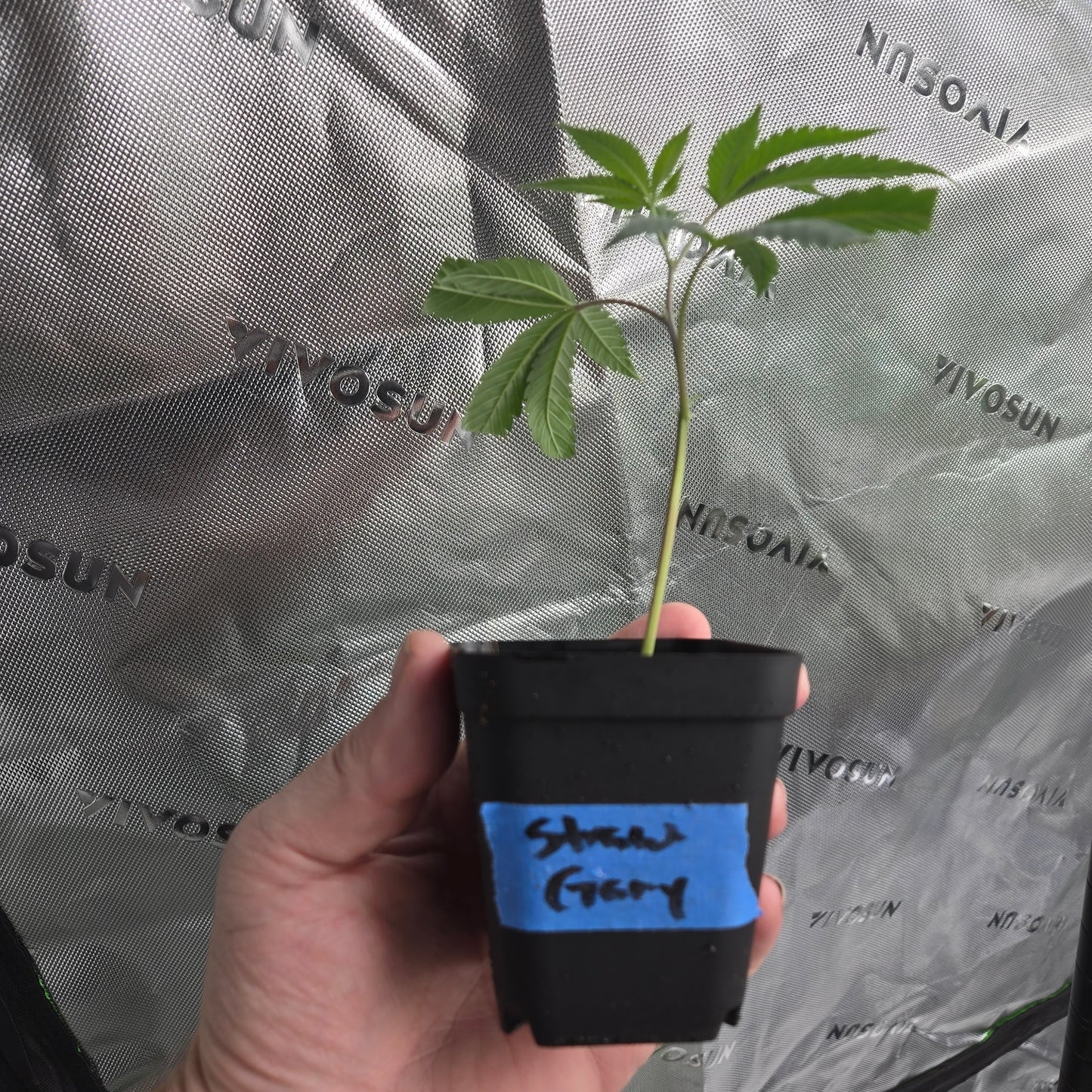 Strawberry Gary (Exotic Genetics)