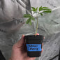 Strawberry Gary (Exotic Genetics)