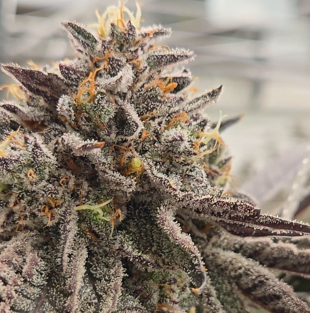 Jokerz Candy (Compound)