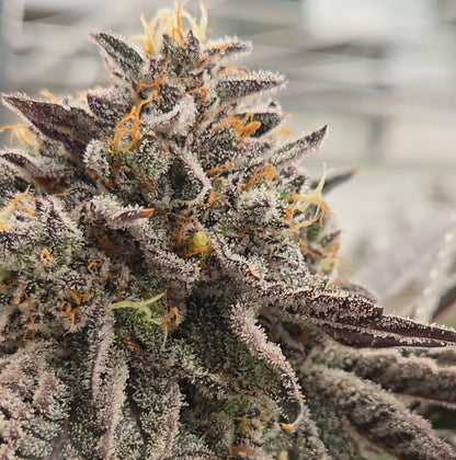 Jokerz Candy (Compound)