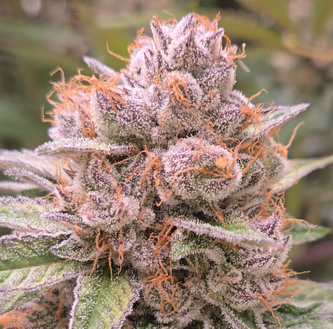 Grand Daddy Purple (Heirloom - Ken Estes)