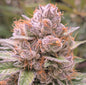 Grand Daddy Purple (Heirloom - Ken Estes)