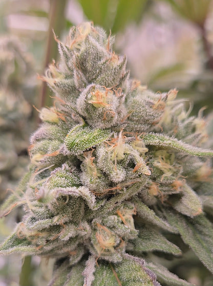 Truffle Queen #18 (Beleaf)