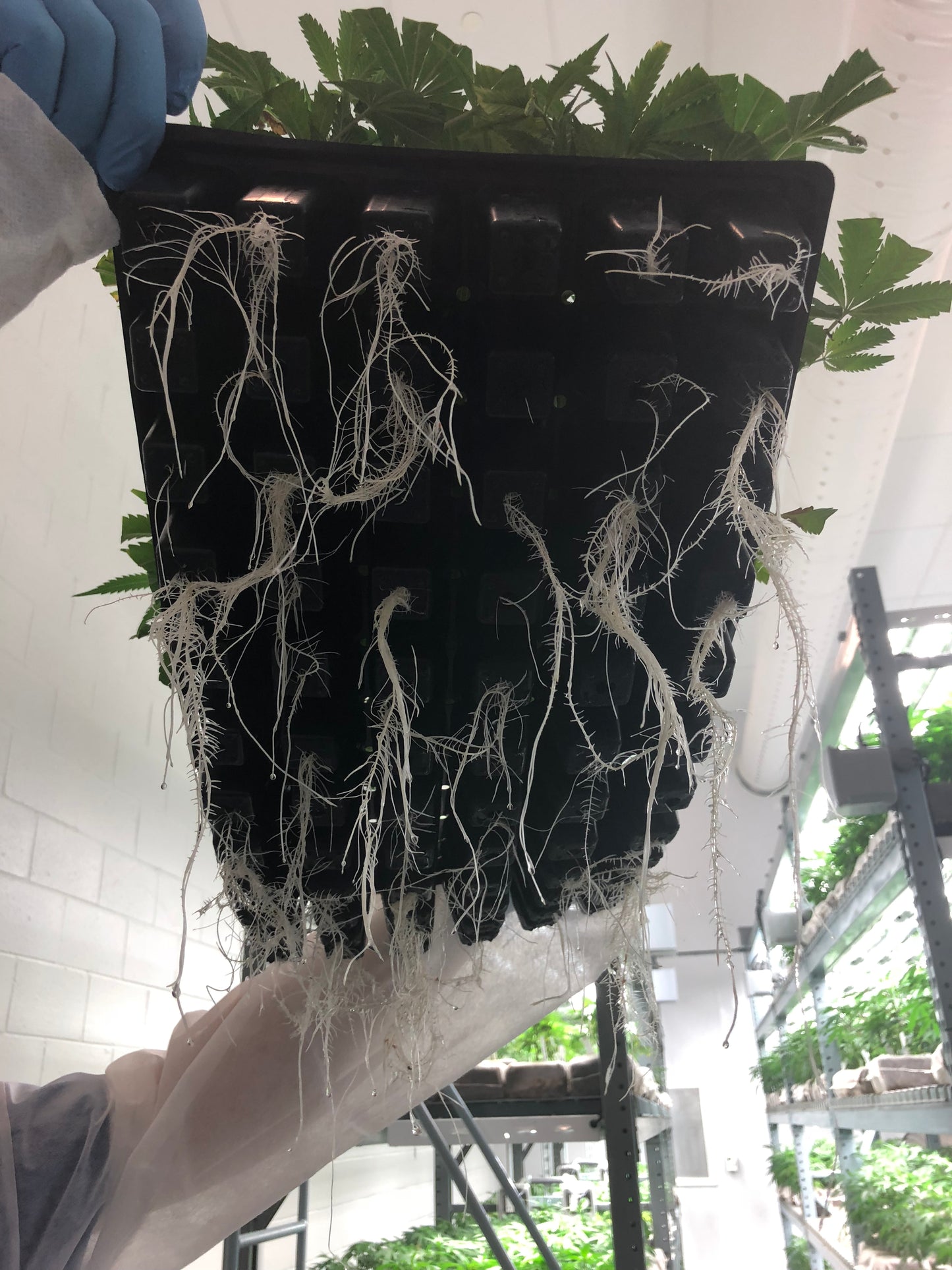 Mix & Match (Any 2 Strains) $159