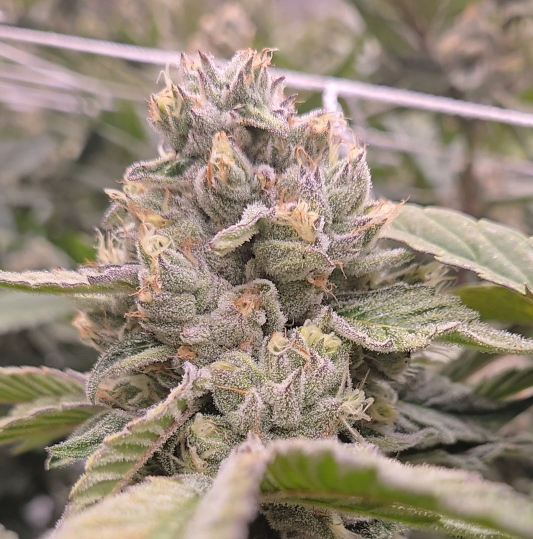 Truffle Queen #18 (Beleaf)