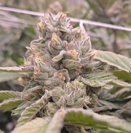 Truffle Queen #18 (Beleaf)