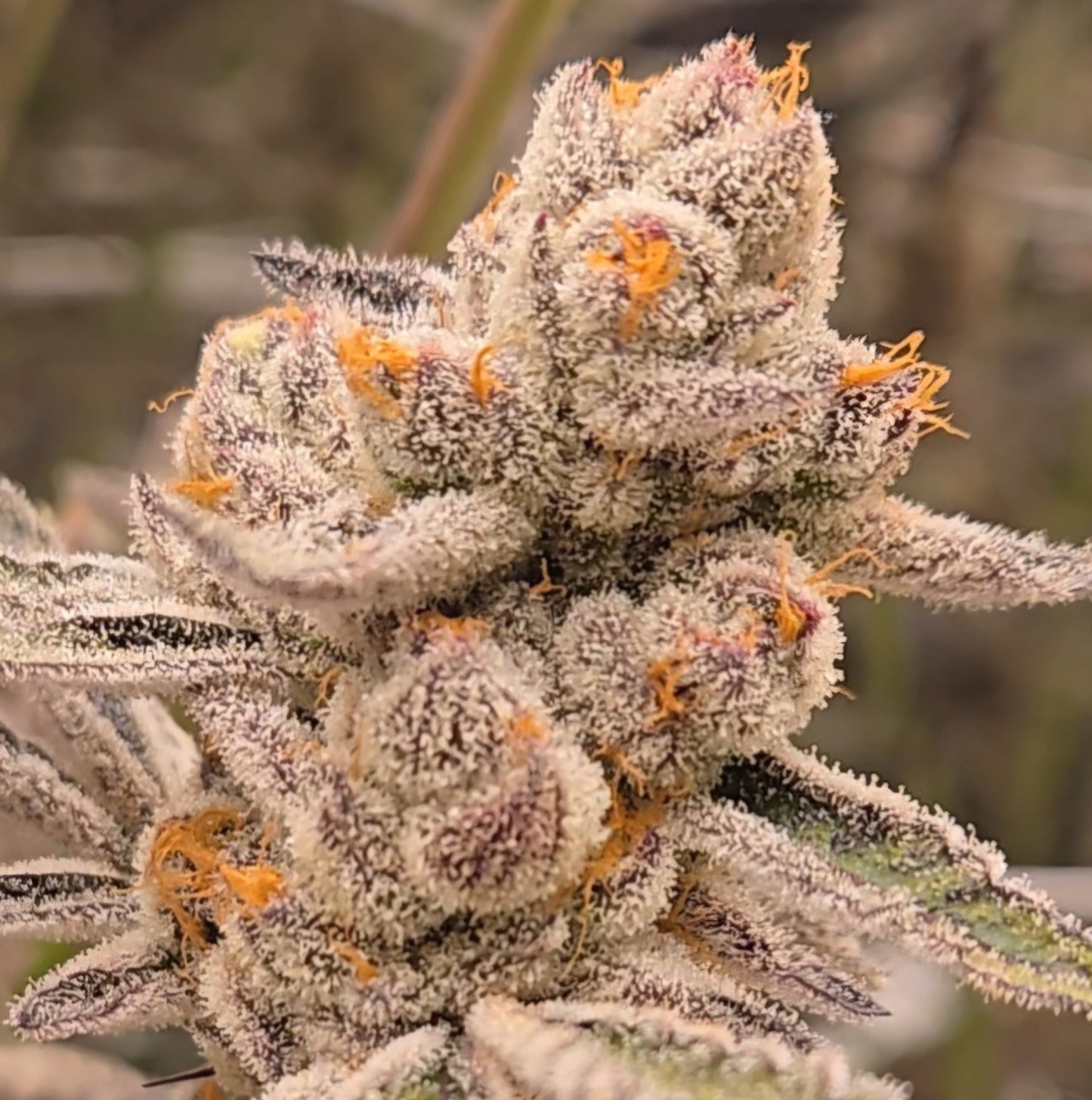 Tricho Jordan #23 (Beleaf)