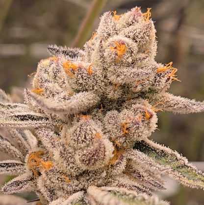 Tricho Jordan #23 (Beleaf)