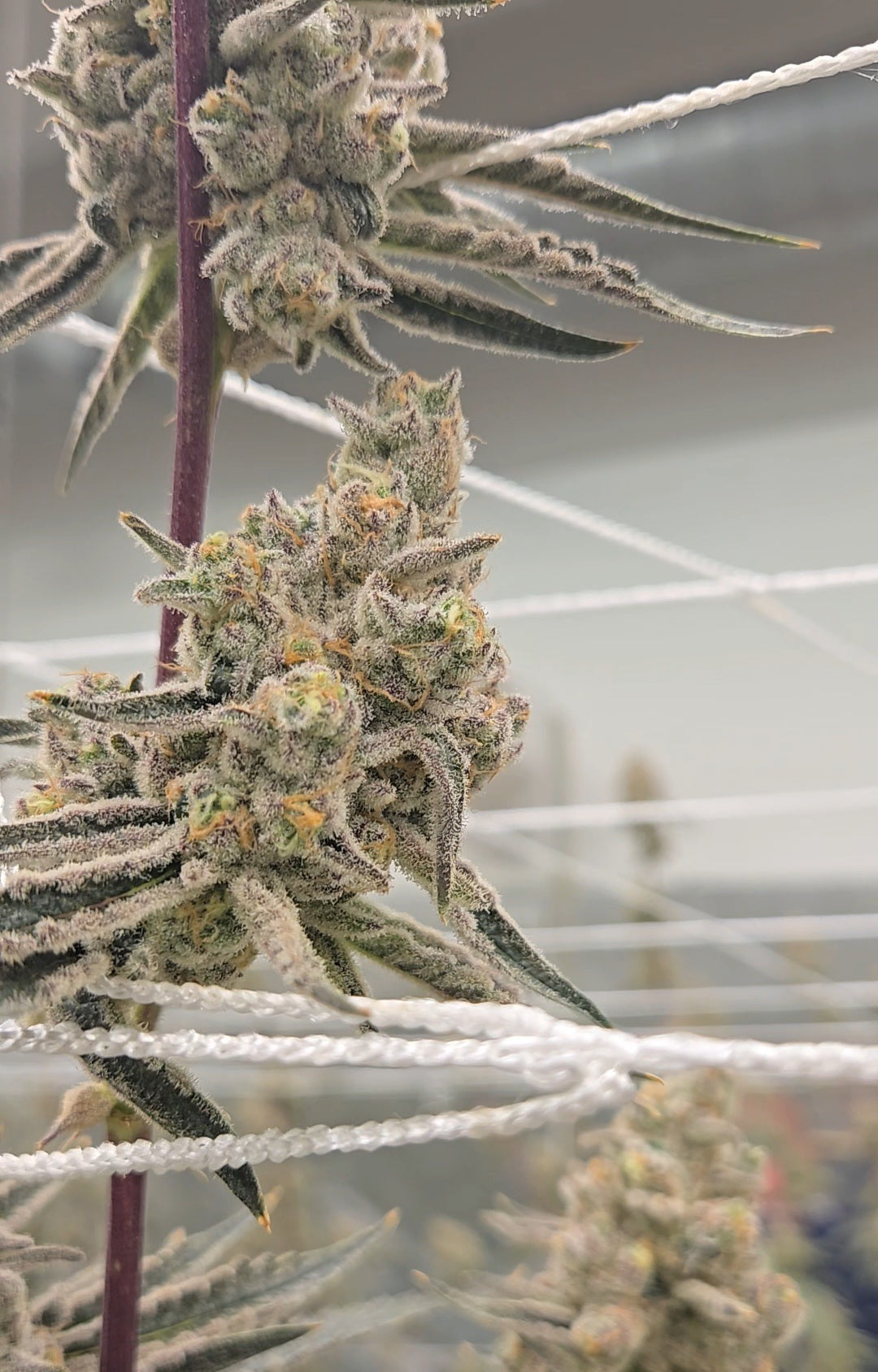 Platinum Lemon Cherry Gelato (Leaf Dr.)