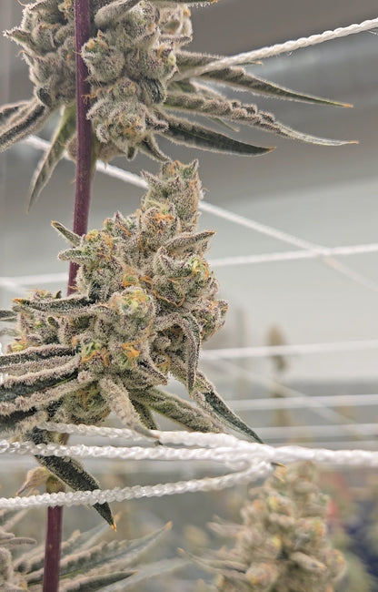 Platinum Lemon Cherry Gelato (Leaf Dr.)