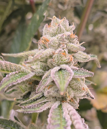 Animal Tsunami (Mainely Organics - Jungle Boys)