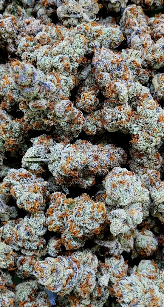 Astronaut Status #24 (Clearwater)