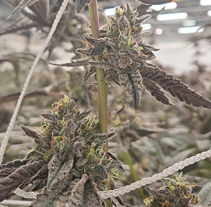 Jokerz Candy (Compound)