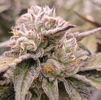 Garlicane (In-House Genetics)