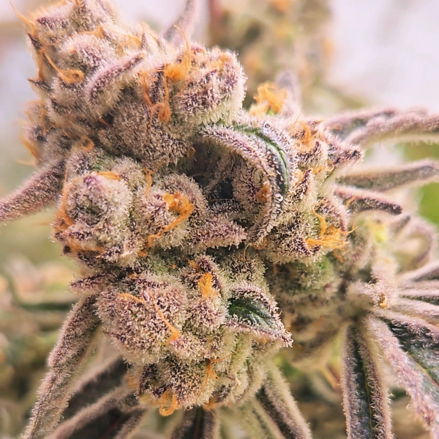 Platinum Lemon Cherry Gelato (Leaf Dr.)