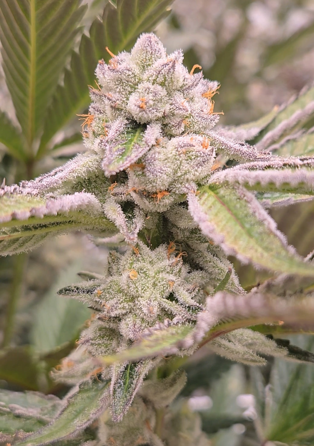 Animal Tsunami (Mainely Organics - Jungle Boys)