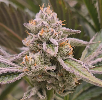 Animal Tsunami (Mainely Organics - Jungle Boys)