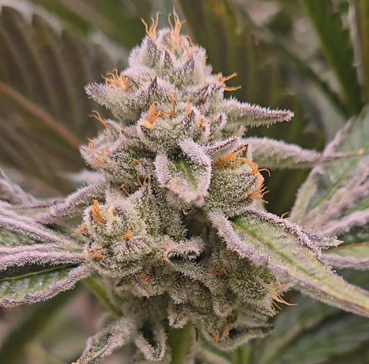 Animal Tsunami (Mainely Organics - Jungle Boys)