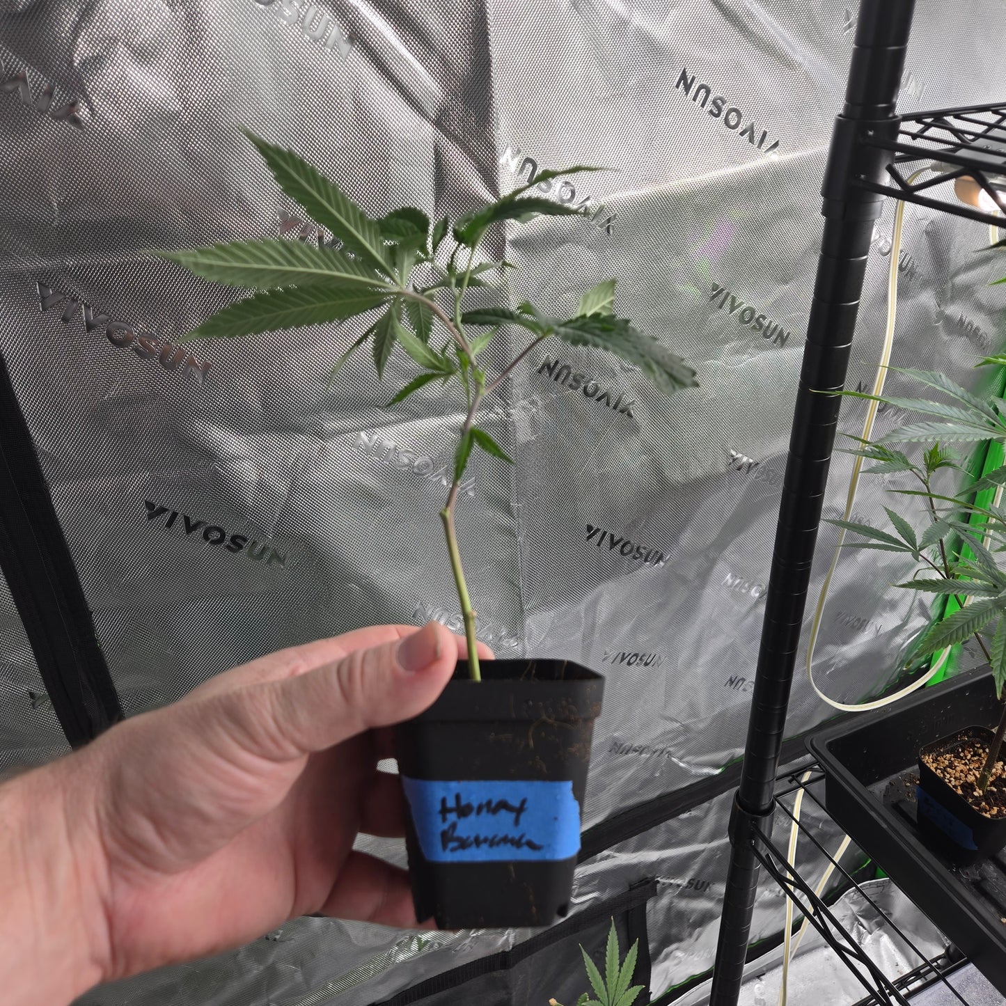 Honey Banana (Elemental)