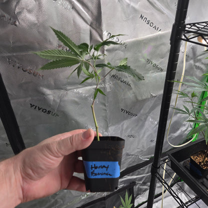 Honey Banana (Elemental)