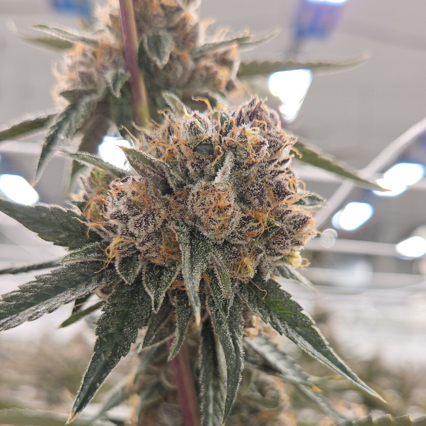 Grand Daddy Purple (Heirloom - Ken Estes)