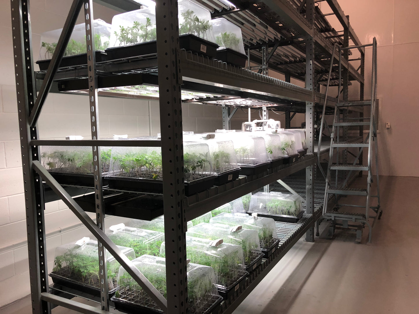 Mix & Match (Any 2 Strains) $159