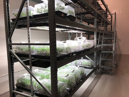 Mix & Match (Any 2 Strains) $159