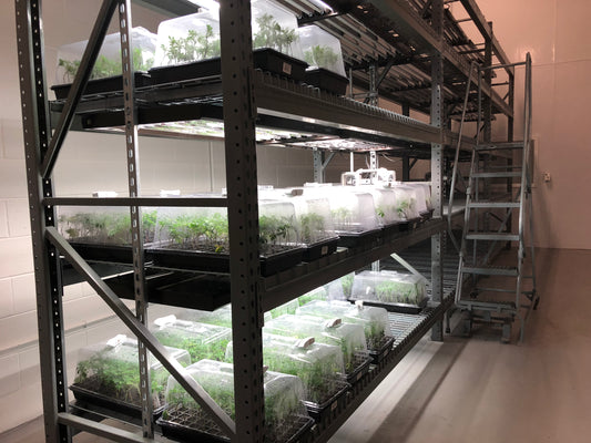 Mix & Match (Any 2 Strains) $159