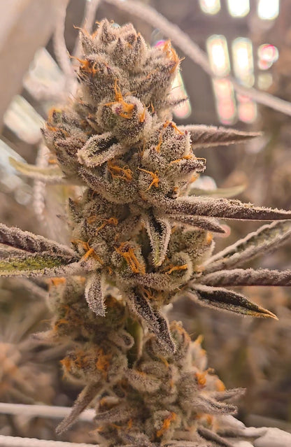 Tricho Jordan #23 (Beleaf)